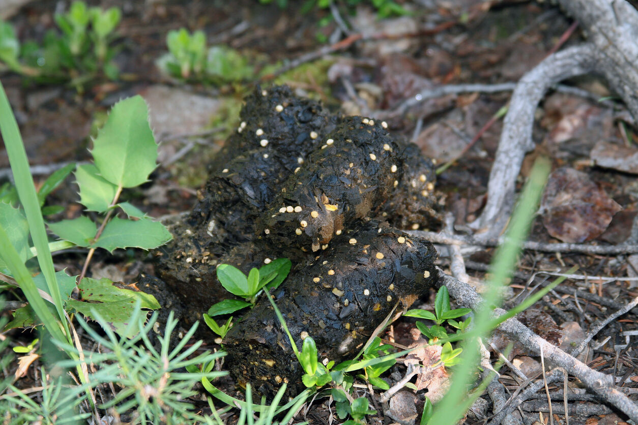 Bear scat (Photo) Credit jjMiller11 (iStock)